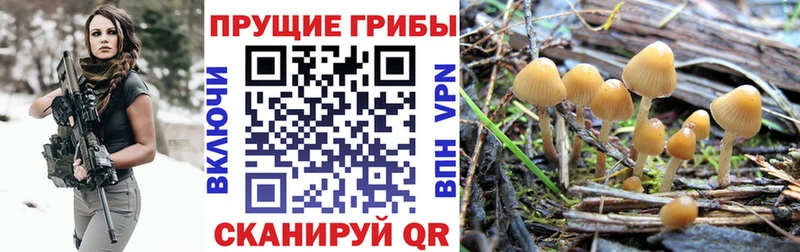 Псилоцибиновые грибы прущие грибы  hydra вход  Салаир  наркотики 